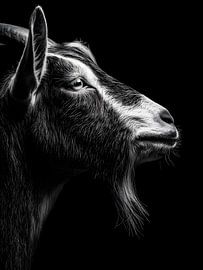 Ziege – Charakterstarkes Seitenprofil in Schwarzweiß