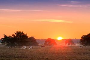 Zonsopkomst op de Veluwe met koeien von Dennis van de Water