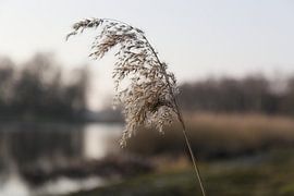 Schilfrohrfahne. von Harmjan de Vries