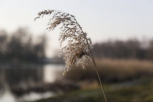 Schilfrohrfahne. von Harmjan de Vries