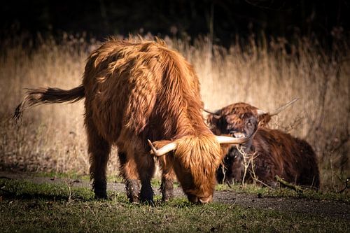 Schotse hooglanders