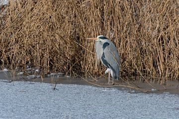 Blauwe reiger op het ijs van Merijn Loch