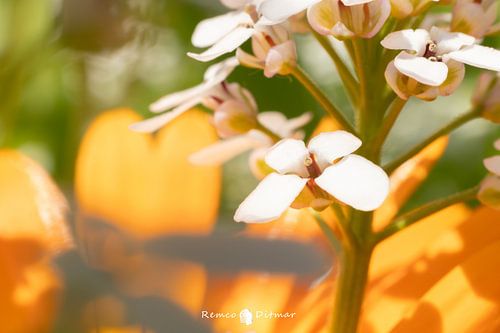 Summer Happiness: An Enchanting Encounter of White and Orange in Bloom