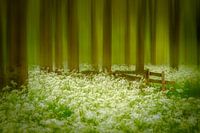 Fluite kruid bos