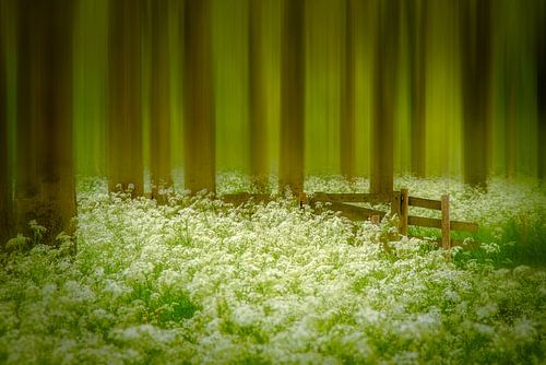 Forêt d'herbes flûtées sur Piet Haaksma