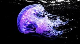 Tableau mural représentant une méduse violette lumineuse des profondeurs - Photographie océanique bioluminescente