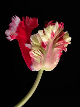 Parrot Tulip spring van Anjo Kan