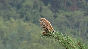 Turmfalke