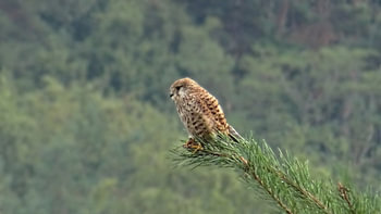 Kestrel