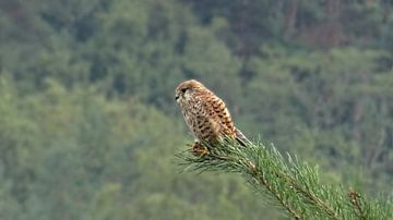 Kestrel