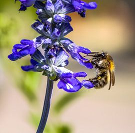Markro of a fleeing field bumblebee on a blue sage flower by ManfredFotos