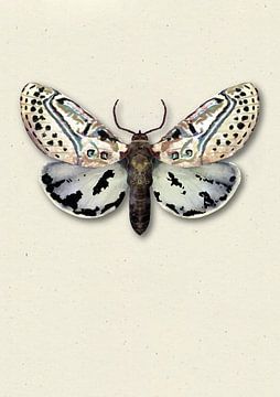 lichte mot met schaduw insecten illustratie van Angela Peters