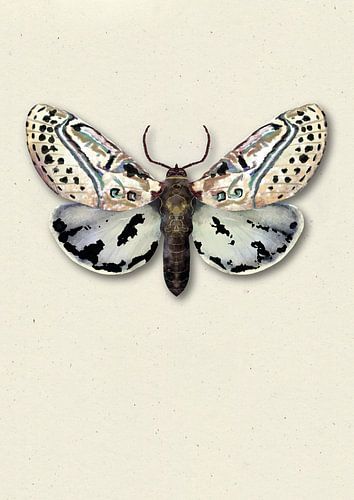 light moth with shadow insect illustration