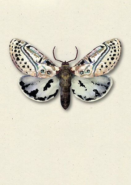 light moth with shadow insect illustration by Angela Peters