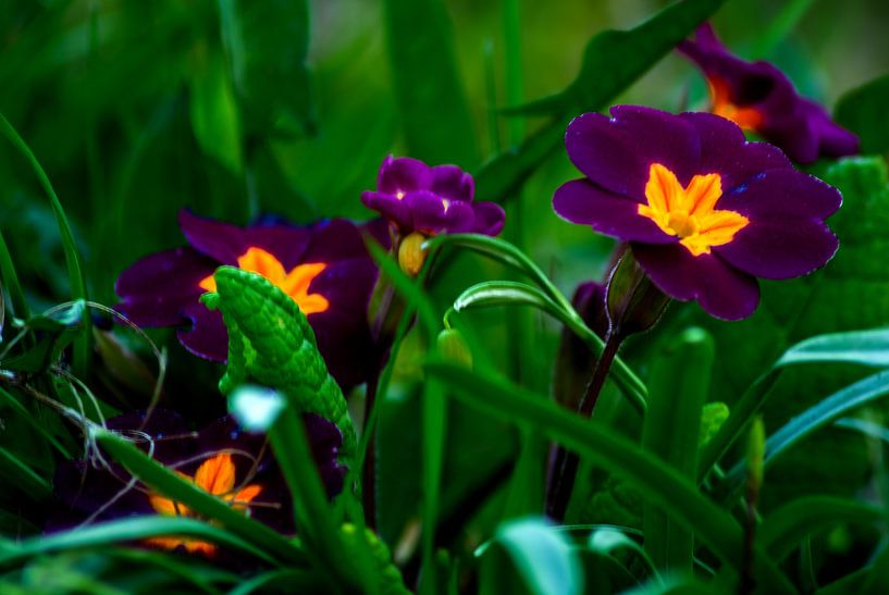 Concept flora : The primroses by Photoart-Naegele