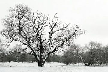 Zwart-witfoto van een winterlandschap in het Wiesenpark bij Magdeburg van Heiko Kueverling