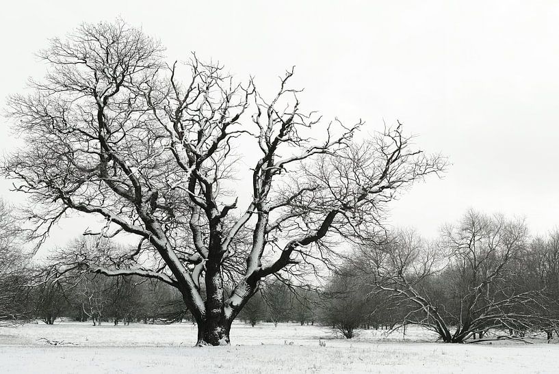 Image en noir et blanc d'un paysage hivernal dans le Wiesenpark près de Magdebourg par Heiko Kueverling