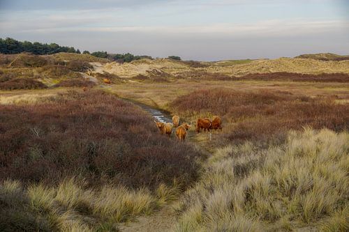 Schotse hooglander in duin