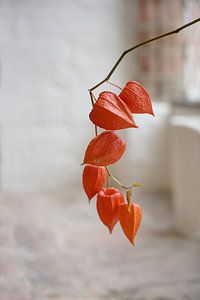Chinese Lantaarn (Physalis alkekengi), een tak met oranje schillen als decoratie in een oud rustiek 