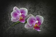twee orchideeën van Dieter Beselt thumbnail