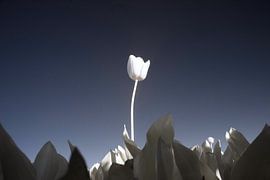 Tulp by Alex Dallinga