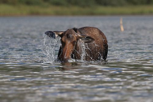 Elchkuh beim fressen von Wasserplanzen  im See  Glacier National Park in Montana, USA