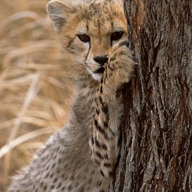 Gepard, Jungtier in Afrika von Paul van Gaalen, natuurfotograaf