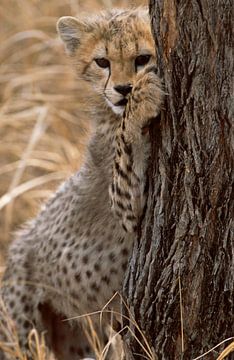 Cheeta, welp in Afrika van Paul van Gaalen, natuurfotograaf