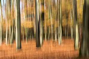 Abstract autumn forest by Felix Sedney