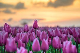 Tulpen mit Sonnenuntergang von robertjan boonstra