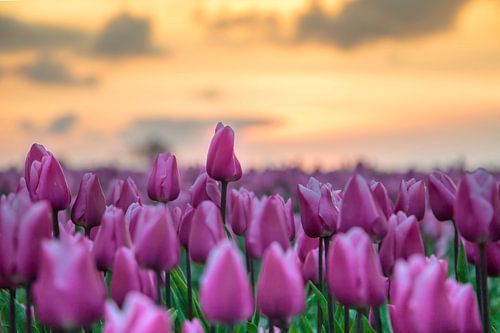 Tulipes avec coucher de soleil
