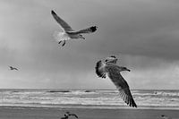 Mouettes