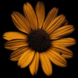 Gouden Bloem van crazy neopop