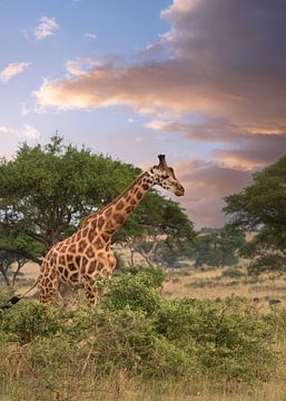 Baringo Giraffe (Giraffa camelopardalis), Murchison Falls National Park, Uganda von Alexander Ludwig