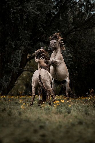 Paardenstrijd in Gouden Weide Kracht en Gratie