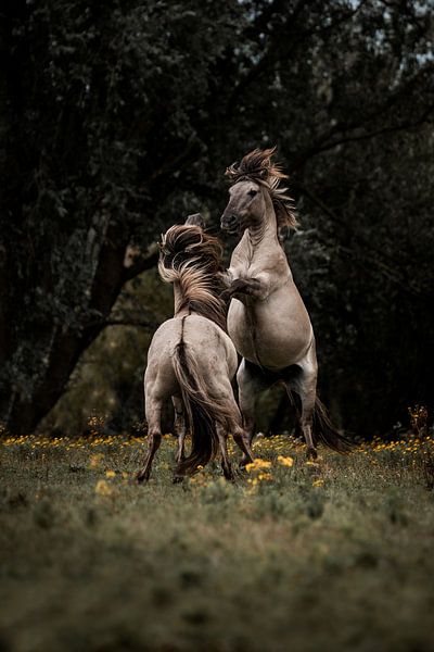 Kampf der Pferde in Golden Meadow Power and Grace von Femke Ketelaar