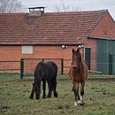 Jonge paarden in het weiland in december van Jolanda de Jong-Jansen thumbnail