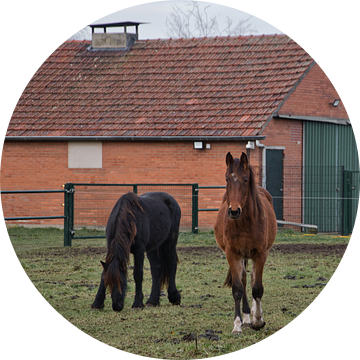 Jonge paarden in het weiland in december van Jolanda de Jong-Jansen
