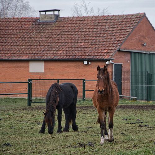 Jonge paarden in het weiland in december