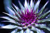 Thistle