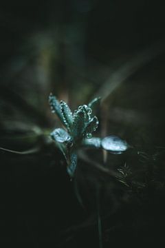 Drops on leaves by Jan Eltink