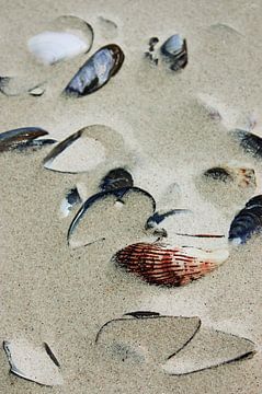 shells in the sand