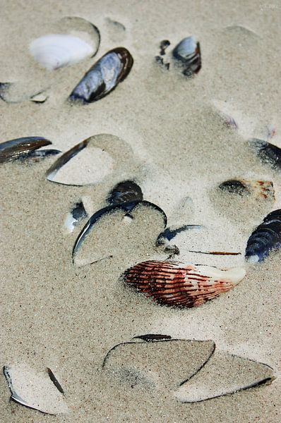 shells in the sand van Meleah Fotografie