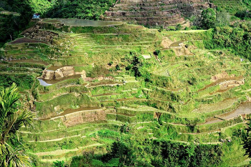 Banaue rice terraces, a living heritage by Frank Photos