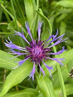 Bleuet des montagnes sauvages