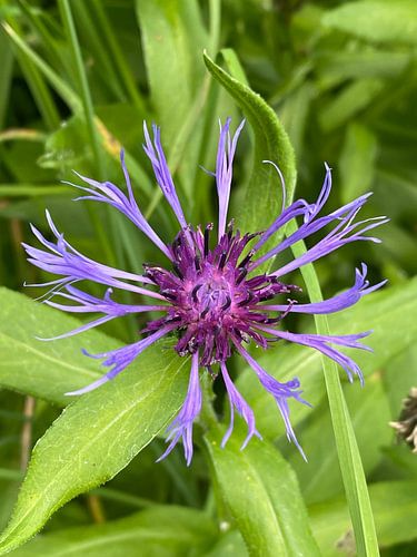 Wilde Berg-Kornblume