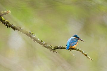 IJsvogel gefotografeerd in het Gooi