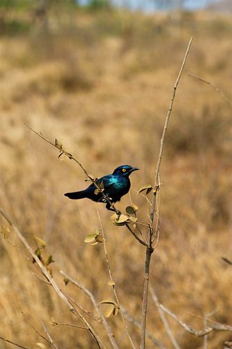 blauwe vogel in afrika