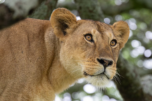 Lioness