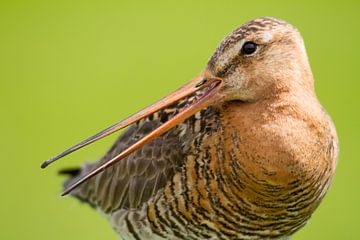 Birds - Eurasian Godwit portret sur Servan Ott